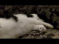Download Lagu Pov: wanneer je kat om een ​​vroeg diner vraagt