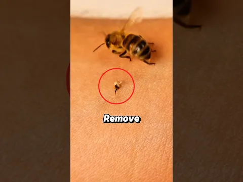 Why Honey Bees Die After Stinging