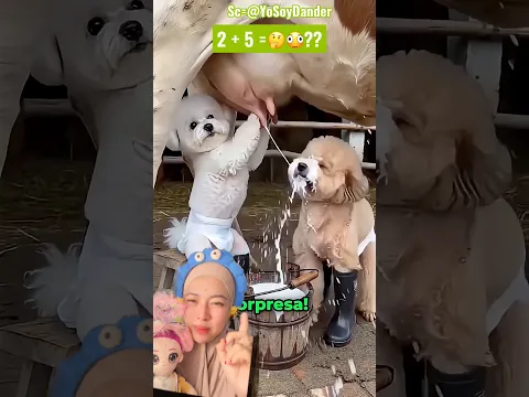 Gara- Gara Ada Yang Minta Susu‼️ Sapi nya Kabur😱🤣 YoSoyDander