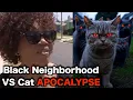 Download Lagu Stray Cats TAKEOVER Black Neighborhood