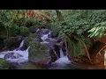 Download Lagu De krachtigste ontspanning! Met het geluid van de natuur en melodieus vogelgezang