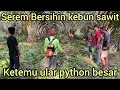 Lagu LAGI BERSIHIN KEBUN SAWIT WARGA TIBA-TIBA MELIHAT ULAR PYTHON BESAR MELINGKAR