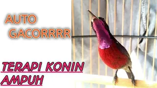 Download Masteran Burung Kolibri Mantap MP3