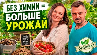 9 ИЗ 10 САДОВОДОВ ДЕЛАЮТ ЭТО С КЛУБНИКОЙ — И ТЕРЯЮТ УРОЖАЙ