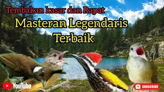 Download Cililin vs Pelatuk vs Kapas tembak vs Cucak jenggot || masteran tembakan tajam kasar suara jernih MP3