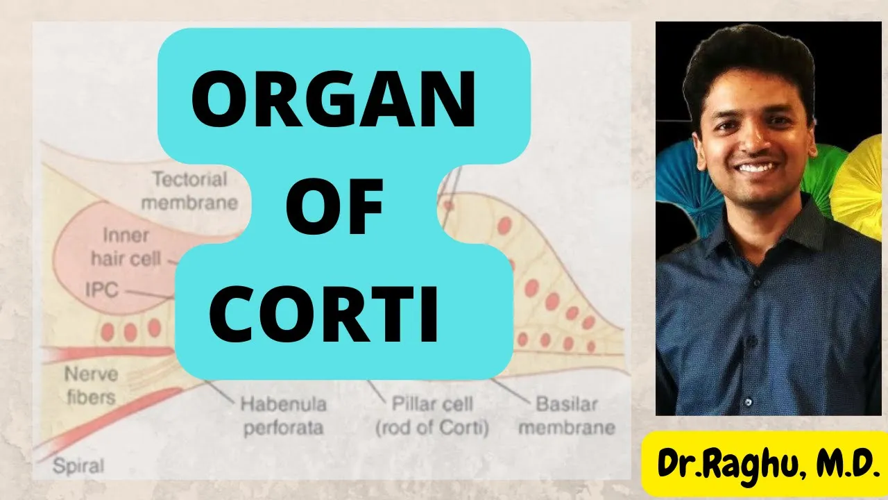Cochlea | Organ of Corti physiology | Hearing mechanism | Special senses