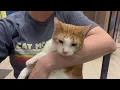 ADOPTED Crackers - adoptable cat in Oshkosh Wisconsin