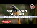 Download Lagu Burung Masteran Sultan Isian Full Mewah Cucak Cungkok Gacor
