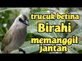Lagu suara panggilan trucuk betina birahi memanggil jantan sangat ampuh langsung di sambar