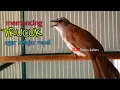 Download Lagu Ampuh melatih memancing trucuk belajar ropel