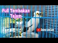 Lagu Terapi Burung Jalak Putih Malas Bunyi Dengan Suara Jalak Putih Gacor Dijamin Langsung Nyaut