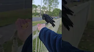 Sheryl Crow Increasing 