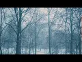 Relaxing Nature Sounds | Birds Singing In The Morning Forest