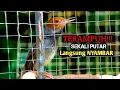 Download Lagu TERAMPUH!!! Pikat PRENJAK KEPALA MERAH suara terbaik, paling jago bikin prenjak gacor