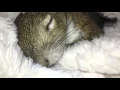 Seymour Waking Up