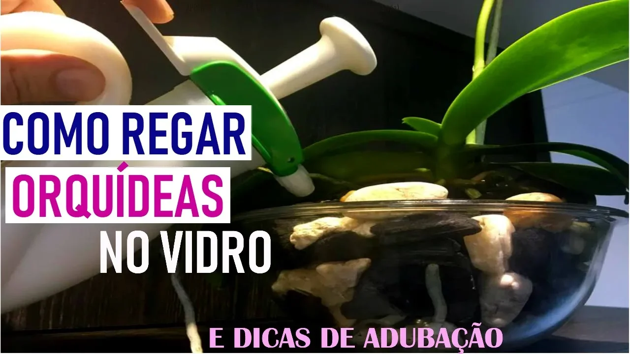 COMO REGAR ORQUÍDEAS EM VASO DE VIDRO E DICAS DE ADUBAÇÃO