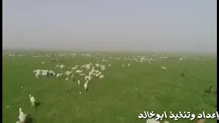 قلت للبدوي خل ابلكم ترعى مع ابلي 
