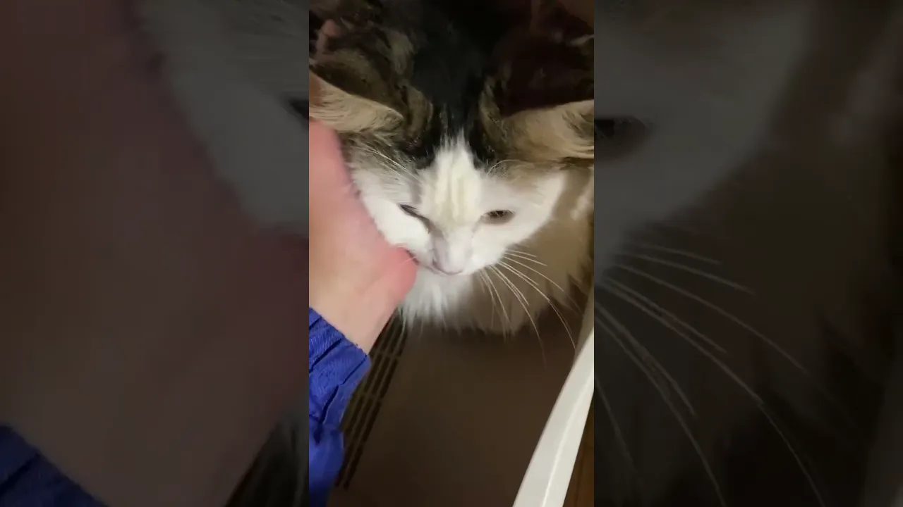 動画