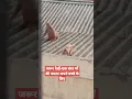 Download Lagu माँ की ममता♥️🐒#maa #mothermon#babymonkey #shorts #maakapyaar #youtube #monkey #bandar #youtuber