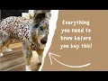 Post-Surgery Must-Have Kuoser Dog Recovery Onesie Tested