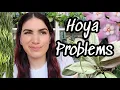 Download Lagu 10 Struggling Hoya Plants 🌸 I'm having a hard time keeping these alive in my care 🤷🏻‍♀️