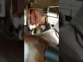 Download Lagu Aku lagi manja