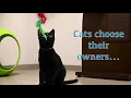 Halifax Humane Society Meet Your Match Cabanas