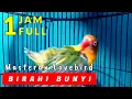 Download Lagu Masteran Pancingan Lb Betina Birahi Bunyi 1 Jam Full Buat Jebol Birahi Lb Jantan \u0026 Lb Betina