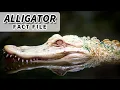 Alligator Facts the CHINESE AMERICAN ALLIGATOR Animal Fact Files