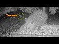 Opossum vs Mouse - Opossum wins