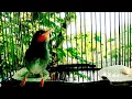 Download Lagu suara pikat prenjak kepala merah jantan gacor masteran prenjak terbaik