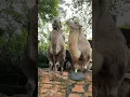 Download Lagu maayaAllah gde bgt ini unta #reels #viralvideo #shortvideo #zoo #trending #viralshort #unta #shorts