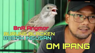 Download OM IPANG Cerita Rawatan burung import silangan blackthroat kenari juara di BnR angmor cup MP3