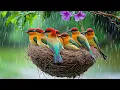 Download Lagu Close Your Eye \u0026 Listen to Bird Songs ~ Let Nature Calm Your Mind \u0026 Gently Heal Your Soul - 4K 🌧️