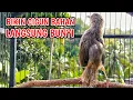 Pancingan Cigun Bahan Agar Bunyi Langsung Ngebren Paling Ampuh