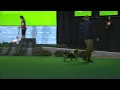 Download Lagu Norsk Kennel Klub (NKK) Finale Internasjonal utstilling Sandefjord 2025