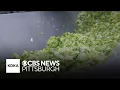 Pennsylvania woman hospitalized with cyclosporiasis sues Taco Bell Taylor Farms