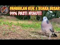 Download Lagu PANGGILAN TERKUKUR KUK 1 SUARA BESAR BUAT TERKUKUR LAIN IKUTAN GACOR