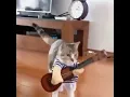 Download Lagu Video Foto Lucu Seru Hewan Cara Membuat Kucing bisa Belajar Main Gitar