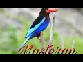 Download Lagu Masteran Burung Cekakak.Suara Burung Cekakak