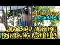 Download Lagu Pancingan Ampuh! Suara Lovebird Ngekek Di iringi Suara Kenari Bikin Lawan Jadi Ikut Emosi 100℅ Nyaut