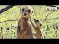 Download Lagu Spy meerkat helps babysit | Spy in the Wild - BBC