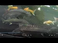 Three years with 2 beluga sturgeon Huso huso in Florida 2 to
