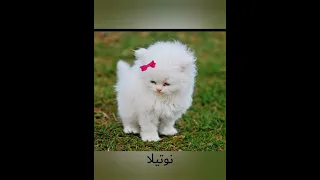 أجمل اسماء القطط الإناث 