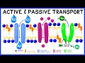 Active vs Passive Transport Compare and Contrast