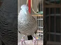 Download Lagu Burung tekukur lokal punya suara topcer yang jernih untuk umpan yang langsung bereaksi #shorts