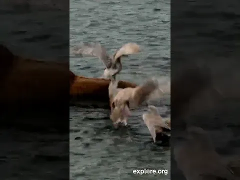 Seagull Hitches Ride On Bear