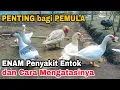 Download Lagu Mengetahui Enam Penyakit Entok dan Cara Mengatasinya