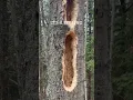 Download Lagu Pelatuk ini sangat sibuk! #itsafeeling #muskoka #muskokalife #woodpecker #puremuskoka