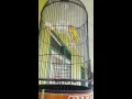 Download Lagu Love bird juara nasional